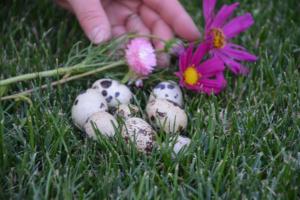 ein Haufen Eier und Blumen im Gras in der Unterkunft Wachtelwerkstatt in Unternalb