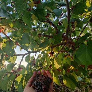 Vonkajšia záhrada v ubytovaní Villa Castiglione
