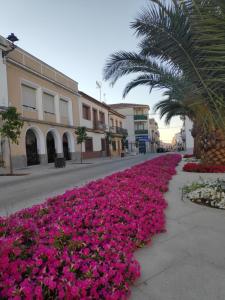 a row of pink flowers in a street with a palm tree at Apartamento espacioso, nuevo, luminoso y acogedor in Casar de Cáceres