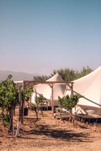 eine Gruppe von Zelten in der Wüste mit Bäumen in der Unterkunft The Pangea Valle de Guadalupe in Valle de Guadalupe