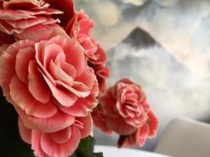 a group of pink flowers in a vase at El Cau de Ribes in Ribes de Freser