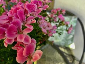 Zahrada ubytování El Cau de Ribes