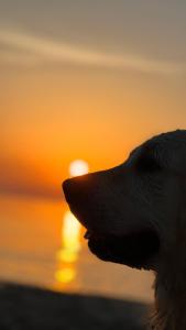 a close up of a dog with the sunset in the background at Apartament Ad Astra in Dziwnów
