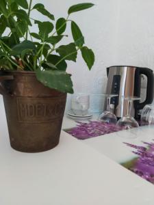 een plant op een toonbank naast een koffiezetapparaat bij Etoilevacances Chambres d hotes Campagne en Lavande in Les Veyans