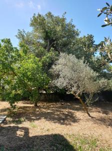 un grupo de árboles en un campo en Vila Pasiphae, en Arménoi