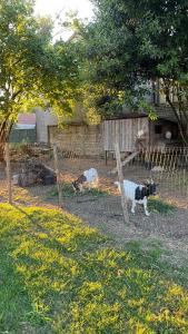 Tiere im Privatzimmer oder in der Nähe