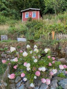 een tuin met roze en witte bloemen voor een huis bij Ferienwohnung Matilde in Bad Grund