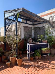 eine Terrasse mit einem Haufen Topfpflanzen in der Unterkunft Riad Le Cheval Blanc in Safi