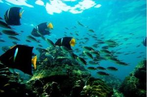 a group of fish swimming over a coral reef at Beautiful Apartment with Terrace in Contadora