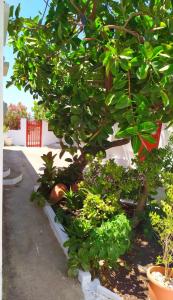 A garden outside Almond trees house