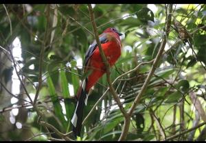 a red bird sitting on a tree branch at Pakchong hostel & wildlife tour in Pak Chong
