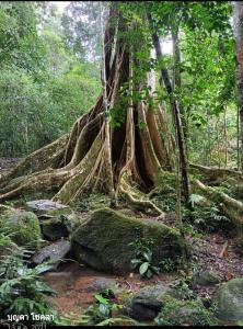 a large tree with roots in a forest at Pakchong hostel & wildlife tour in Pak Chong