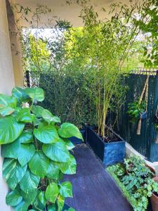 un jardín con plantas y una terraza de madera en Charme et Passion By UTA HOUSE, en Saint-Denis