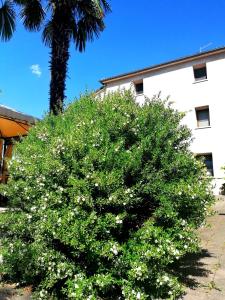 a bush with white flowers in front of a building at Agriturismo Da Andreina in Borso del Grappa