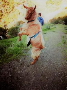 a brown and white dog is jumping in the air at B&B the lost Village el Acebuchal in Frigiliana