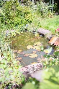 a pond with lily pads in a garden at The Auld Sweetie Shop in Perth