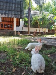吉利阿尔Follow The Rabbit Bungalow的相册照片