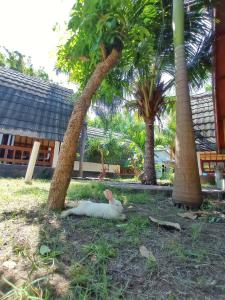 Follow The Rabbit Bungalow外面的花园