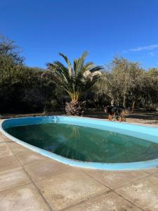 un chien se tient à côté d'une piscine dans l'établissement Lipi House Hostel, à Capilla del Monte