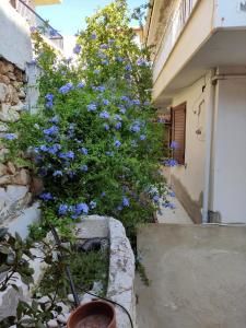 Cozy apartment in Peania (near Airport) في Paianía: حوش به زهور زرقاء بجوار مبنى