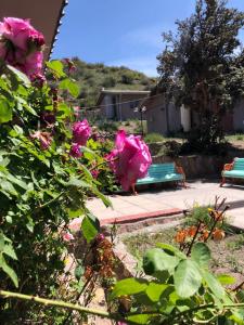 普特雷的住宿－Hotel Las Vicuñas，花园中种有粉红色玫瑰和绿色长凳