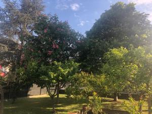 B&B MARILYN في رافينا: شجرة عليها زهور حمراء في ساحة