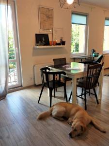 een hond op de vloer naast een eettafel bij Gryfny Grubiorz in Katowice +15 foto's
