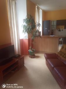 a living room with a couch and a plant at Afrique Appartement de 42m2 à la montagne in Eaux-Bonnes