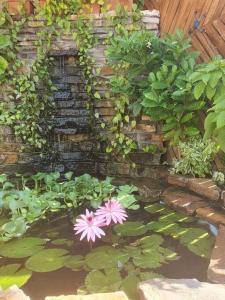 a pond with pink flowers and green leaves at Hermoso Apartamento in San Pedro Sula