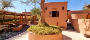 a garden area with a tree and palm trees at Hotel Pascual Andino in San Pedro de Atacama