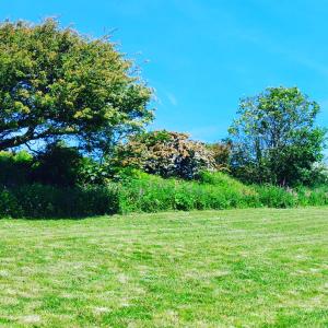 un champ d’herbe avec deux arbres en arrière-plan dans l'établissement Wesley House Holidays - Choice of 2 Quirky Cottages in 4 private acres, à Redruth