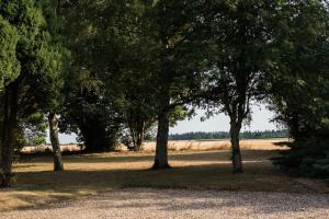 un gruppo di alberi con un campo sullo sfondo di The Foxes Den ad Assington