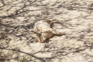 Φωτογραφία από το άλμπουμ του Taziry Ecolodge Siwa σε Siwa