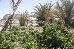 Φωτογραφία από το άλμπουμ του Taziry Ecolodge Siwa σε Siwa