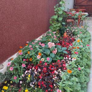 Zahrada ubytování Guest House Planinski Zdravets