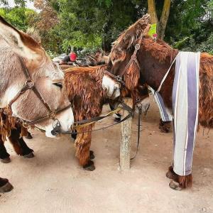 un par de burros atados a un poste en Délicieux moment de détente au coeur de Saint Martin de Ré, en Saint-Martin-de-Ré