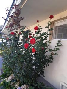 Foto dalla galleria di Apartamento Piquinho a Machico