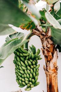 Ein Haufen grüner Bananen hängt an einem Bananenbaum in der Unterkunft La Palmera - Fabulosa Casa, LANZAROTE, Playa Honda in Playa Honda