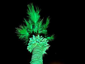 a palm tree at night with a green at PylaApts - Apartments near the beach in Pyla