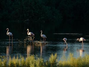 a group of flamingos standing in the water at PylaApts - Apartments near the beach in Pyla