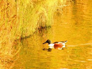 a duck swimming in the water next to some grass at PylaApts - Apartments near the beach in Pyla