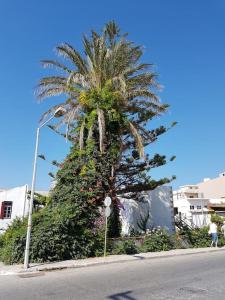 a palm tree on the side of a street at Heart of Kissamos Apartment in Kissamos