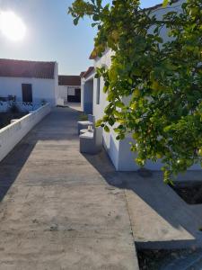 una pasarela entre dos edificios blancos con naranjos en Moradia de férias Casa do Chorão - Montargil, en Montargil