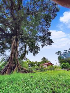 ein großer Baum in der Mitte eines Feldes in der Unterkunft Sítio da Figueira in Praia Grande