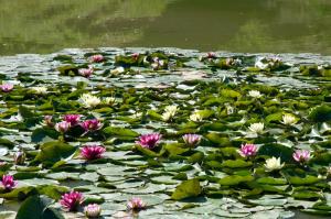 a bunch of pink and white flowers in a pond at Agriturismo De Santis in Castiglioncello