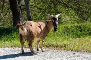 a goat standing on the side of a road at Agriturismo De Santis in Castiglioncello