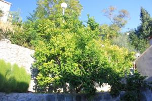 Fotografie z fotogalerie ubytování Apartments with WiFi Trsteno, Dubrovnik - 8738 v destinaci Trsteno