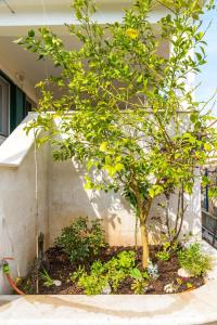 a small tree in a garden next to a building at Apartments by the sea Rogac, Solta - 11220 in Rogač