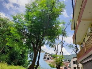 a tree in an alley between two buildings at Hotel Krishna Rishikesh in Rishīkesh