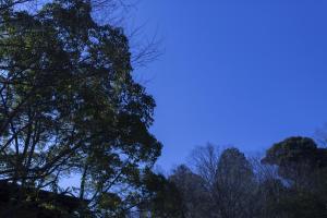 a group of trees with the sky in the background at Tsukiyominoza in Ise